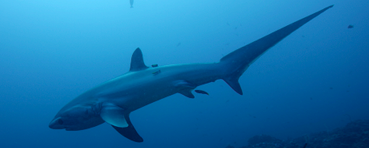 Read more about the article Ecology and Conservation of Sharks