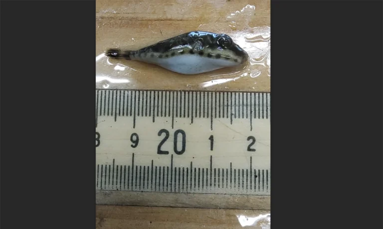 rare fish